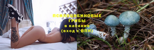 стаф Алзамай
