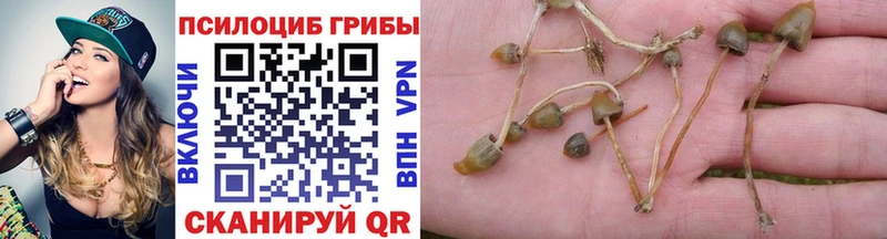 Псилоцибиновые грибы Psilocybe  Беломорск 